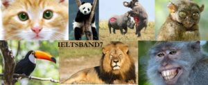 IELTS Speaking Question # Animals - IELTS BAND7